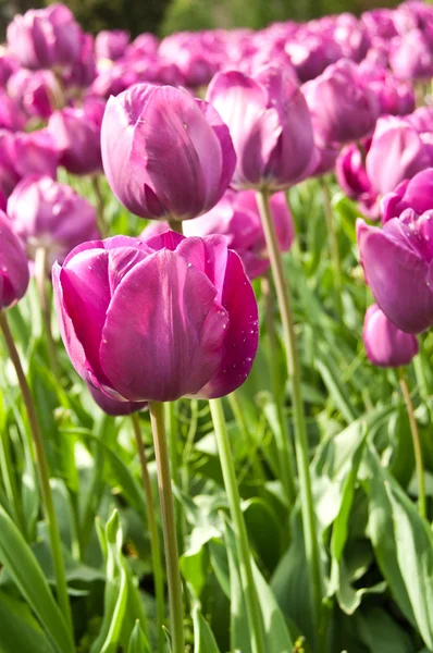 Group of purple Tulips in a tulips field — Stock Photo, Image