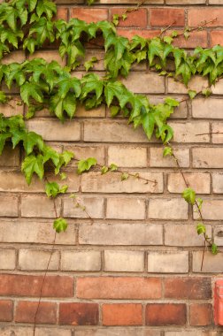 Tuğla ve Ivy arka plan yaprakları