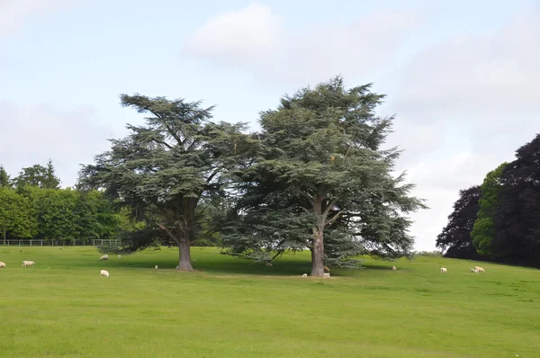 Churchill az Oxfordshire-i kerületben - Wales Blenheim kastély park — Stock Fotó