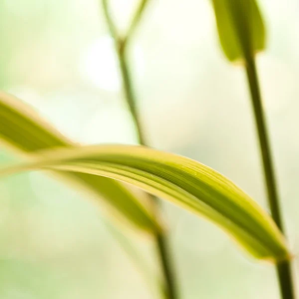 Daun bambu closeup — Stok Foto