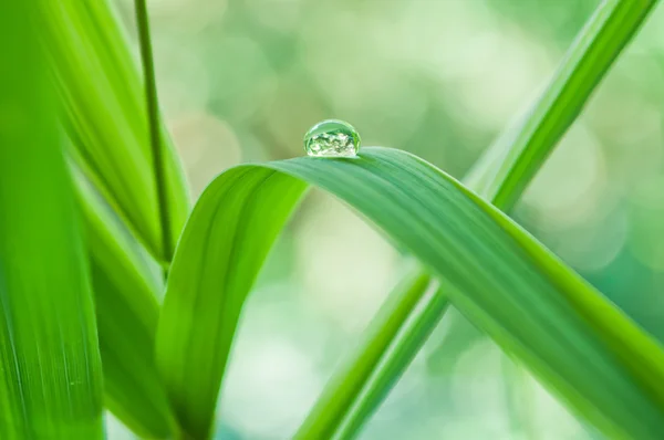 Gota de lluvia sobre las hojas de bambú de cerca — Foto de Stock