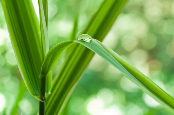 Goutte de pluie sur les feuilles de bambou gros plan — Photo