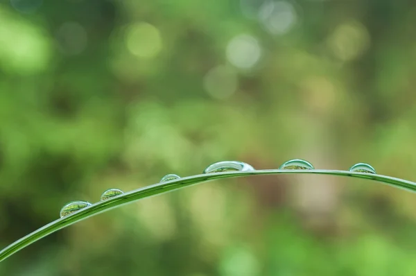 Gotas de lluvia en bambú dejan primer plano — Foto de Stock