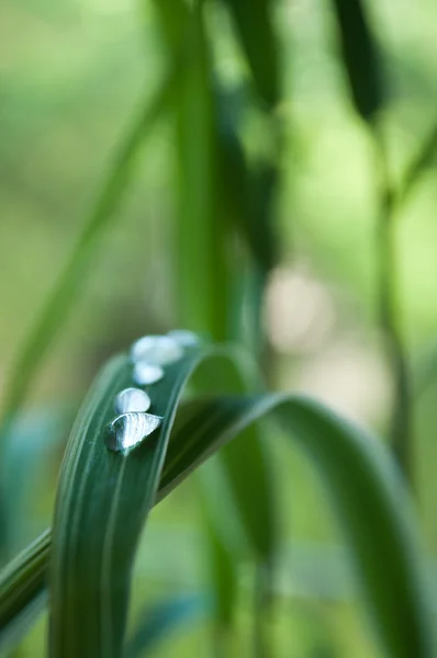 Gouttes de pluie sur feuilles de bambou gros plan — Photo