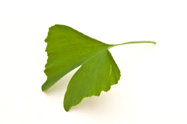 Folha isolada de gingko biloba sobre fundo branco — Fotografia de Stock