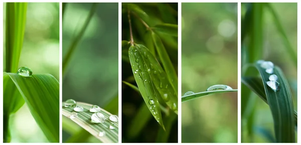 Raindrops on bamboo leaves - collage — Stock Photo, Image