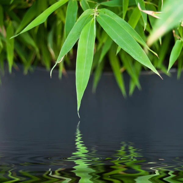 Bambu meninggalkan refleksi — Stok Foto