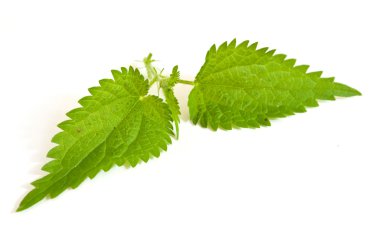 Isırgan yaprakları beyaz arka plan üzerinde