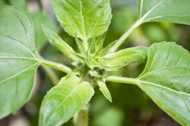 Genç ayçiçeği portre