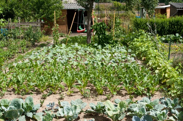 Huerto vegetal —  Fotos de Stock