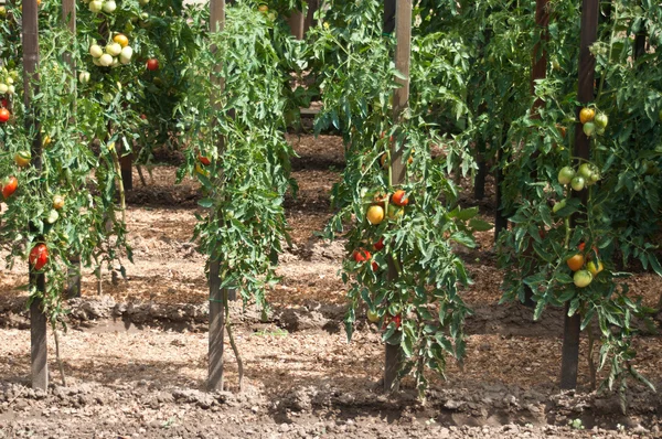 Tomates dans un potager — Photo