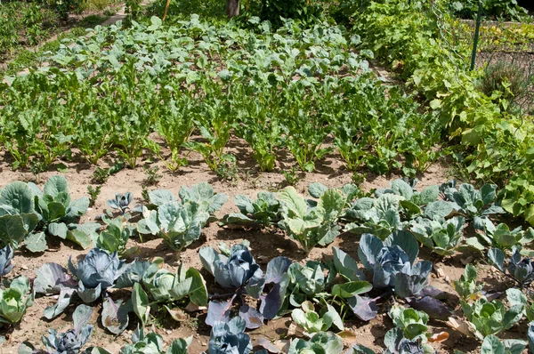 Jardim de legumes — Fotografia de Stock