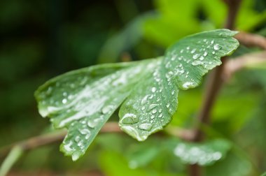 Ginkgo Biloba üzerinde yağmur damlaları closeup bırakır