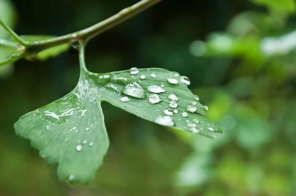 Regentropfen auf Ginkgo biloba Blätter Nahaufnahme — Stockfoto