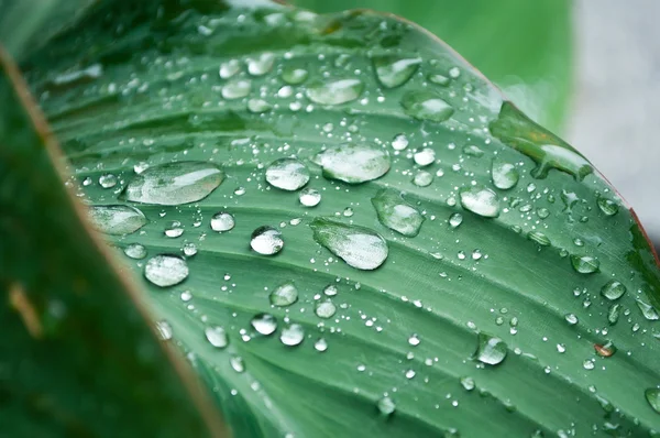 Rain drops on leaves closeup — Stock Photo, Image