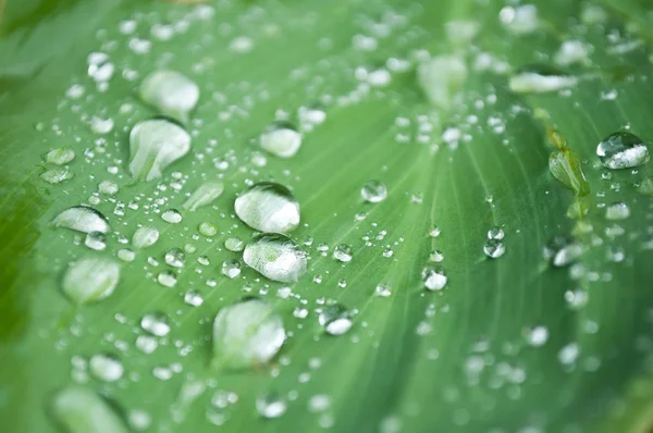 Regentropfen auf Blätter Nahaufnahme — Stockfoto