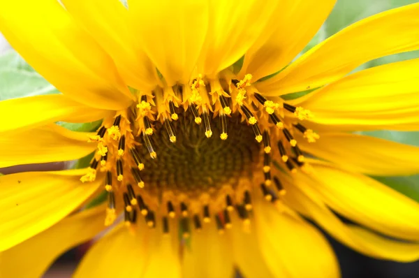 Sonnenblumen-Nahaufnahme — Stockfoto