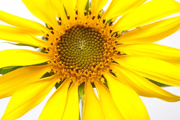 Girasol primer plano sobre fondo blanco — Foto de Stock