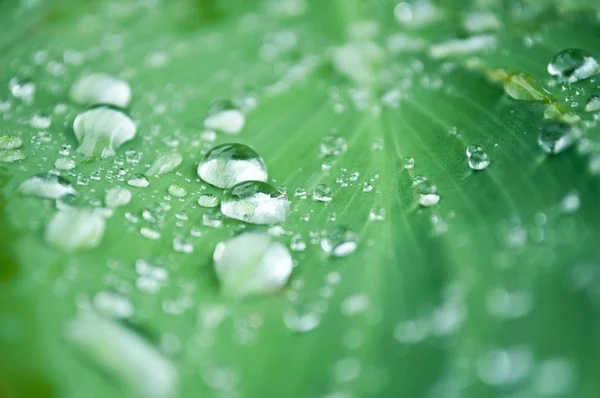 Gotas de lluvia en las hojas de primer plano — Foto de Stock