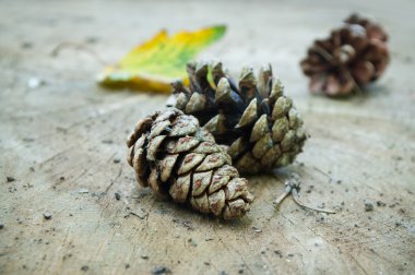 konik ahşap zemin üzerinde