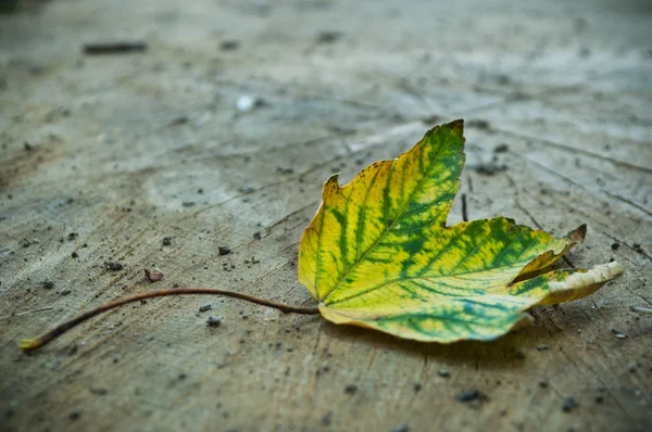 Feuille d'érable en automne sur fond en bois — Photo