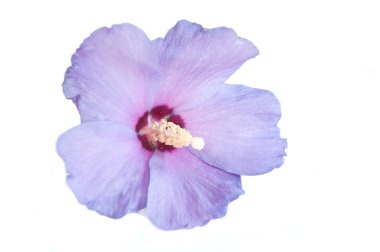 Hibiscus beyaz zemin üzerine