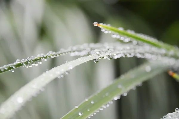 Gota de lluvia en hojas de hierba primer plano — Foto de Stock