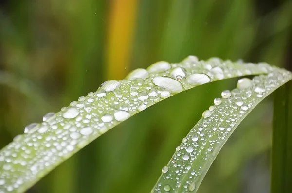 Капли дождя на листьях травы крупным планом — стоковое фото
