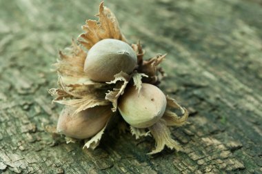 Ahşap arka plan üzerinde bir orman içinde fındık