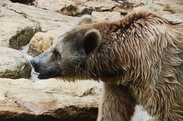 Oso pardo en un zoológico — Foto de Stock