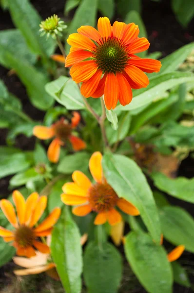 Laranja echinacea Cheyenne espírito em um parque urbano — Fotografia de Stock