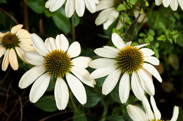 Branco echinacea Cheyenne espírito em um parque urbano — Fotografia de Stock