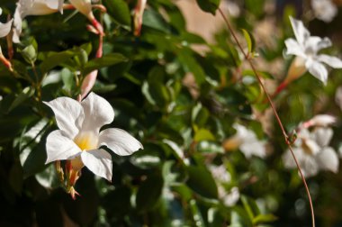Mandevilla-rio beyaz - kentsel park closeup beyaz çiçekler