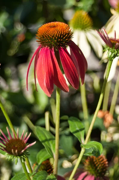 Piros echinacea Cheyenne szellem városi park — Stock Fotó