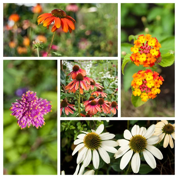 Diferente tipo de collage de flores — Foto de Stock