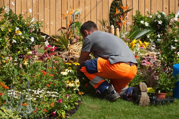 Fiori della pianta del giardiniere in un parco urbano — Foto Stock