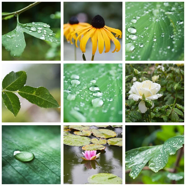 rain drops on plant and flowers collage
