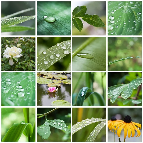 Rain drops on plant and flowers collage — Stock Photo, Image