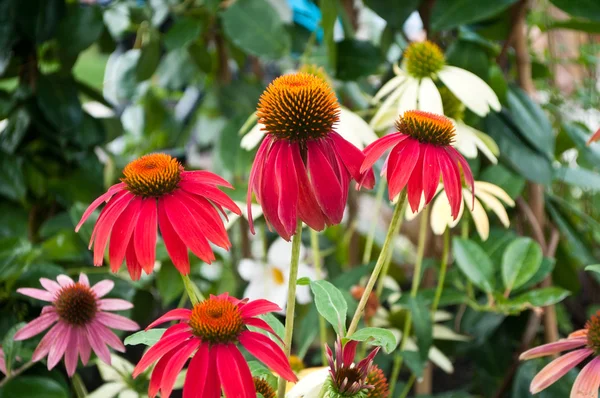 Piros echinacea Cheyenne szellem egy városi parkban — Stock Fotó