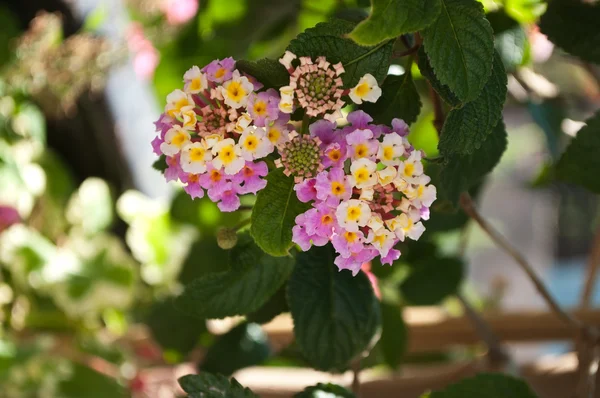 Pink lantana closeup — Stock Photo, Image