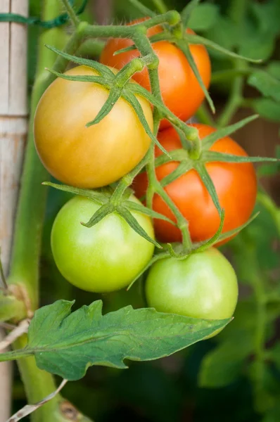 Gros plan tomates dans un potager — Photo