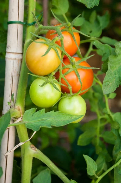 Gros plan tomates dans un potager — Photo