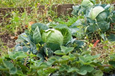 sebze bahçesinde lahana