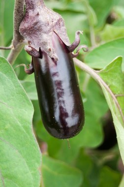 Patlıcan Sebze Bahçe