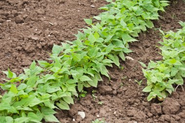 Sebze Bahçe yeşil fasulye