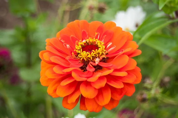 Dalia naranja aislada en el jardín — Foto de Stock