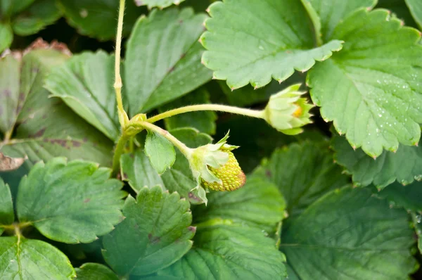 Fresas en huerta — Foto de Stock