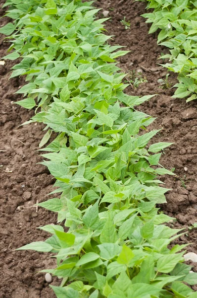 Feijão verde na horta de legumes — Fotografia de Stock