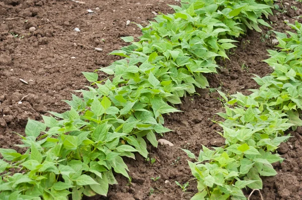 Feijão verde na horta de legumes — Fotografia de Stock