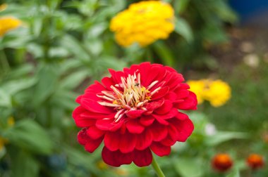 Bahçedeki izole kırmızı dahlia